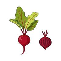 conjunto de verduras de temporada de verano - remolacha roja madura y media remolacha vector