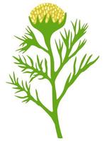 Vector isolated illustration of medicinal chamomile.