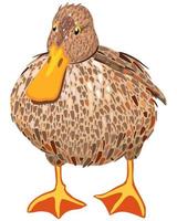 Vector isolated illustration of grey duck.