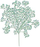 Vector isolated illustration of gypsophila.