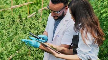 investigadores profesionales están revisando las plantas y controlando la calidad de las plantas de cannabis cultivadas legalmente con fines medicinales en grandes invernaderos. video