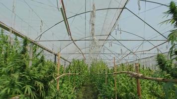 cámara moviéndose a lo largo de plantas verdes de marihuana cultivadas bajo condiciones controladas en grandes invernaderos. el concepto de cultivo legal de cannabis con fines médicos video