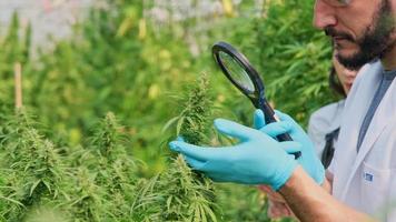 Wissenschaftler untersuchen Pflanzen und führen Qualitätskontrollen von legal angebauten Cannabispflanzen für medizinische Zwecke in Gewächshäusern durch. herstellung alternativer pflanzlicher medikamente und cbd-öl. video