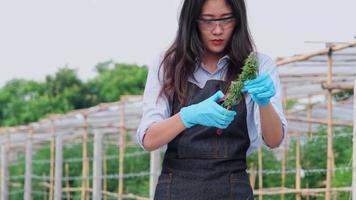 Forscher in einer Schürze schneiden nach der Ernte frische Marihuana-Knospen. die wissenschaft untersucht die hanfpflanze, die bei der herstellung von alternativen pflanzlichen medikamenten und cbd-öl verwendet wird. video