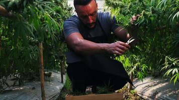 forskare inom förkläde bär trälådor och samlar in prover på lagligt odlade cannabisväxter och hampablomställningar i växthus för inspektion och kvalitetskontroll för medicinska ändamål. video