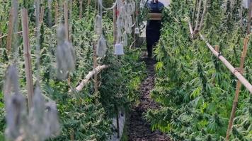 los investigadores en delantal llevan cajas de madera y recolectan muestras de plantas de cannabis cultivadas legalmente e inflorescencias de cáñamo en invernaderos para inspección y control de calidad con fines medicinales. video