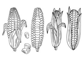 icono de garabato de contorno de mazorca de maíz de palomitas de maíz dibujado a mano vectorial. ilustración de boceto de alimentos para impresión, web, móvil e infografía aislado sobre fondo blanco. vector