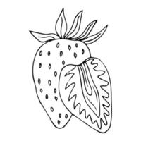 Strawberry hand drawn outline doodle icon. Vector sketch drawing of healthy berry - fresh raw strawberry for print, web, mobile and infographics isolated on white background.