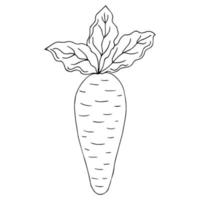 Carrots with tops,vector illustration, black and white graphic. For menu design, printed products. Isolated on a white background. vector