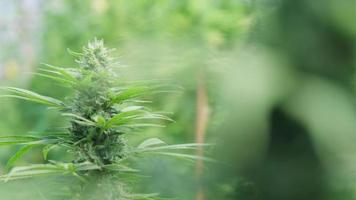 close-up van cannabisplanten en hennepbloeiwijzen gekweekt in grote kamerplanten. productie van alternatieve kruidengeneesmiddelen en cbd-olie. video