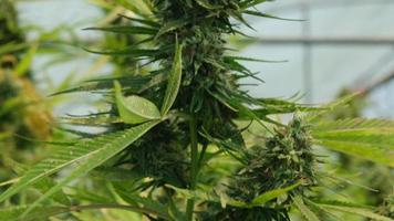 medizinische Cannabispflanzen und Hanfblütenstände, die unter kontrollierten Bedingungen in großen Gewächshäusern angebaut werden. herstellung alternativer pflanzlicher medikamente und cbd-öl. video