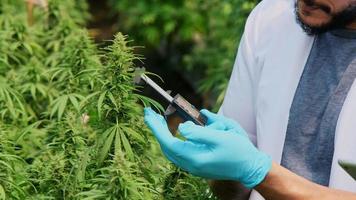 professionelle Forscher überprüfen Pflanzen und führen Qualitätskontrollen von legal angebauten Cannabispflanzen für medizinische Zwecke in großen Gewächshäusern durch.