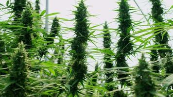 plantes de cannabis médical et inflorescences de chanvre cultivées dans des conditions contrôlées dans de grandes serres. production de plantes médicinales alternatives et d'huile de cbd. video