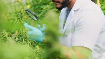 Los científicos están examinando plantas y controlando la calidad de las plantas de cannabis cultivadas legalmente con fines medicinales en invernaderos. producción de medicinas herbales alternativas y aceite de cbd. video