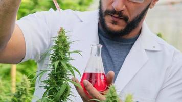 Scientists are examining plants and doing quality control of legally grown cannabis plants for medicinal purposes in greenhouses. Production of alternative herbal medicines and CBD oil. video