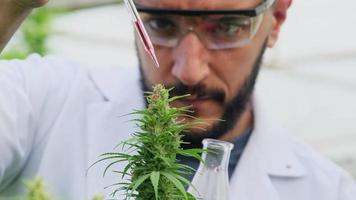 wetenschappers onderzoeken planten en doen kwaliteitscontrole van legaal gekweekte cannabisplanten voor medicinale doeleinden in kassen. productie van alternatieve kruidengeneesmiddelen en cbd-olie. video