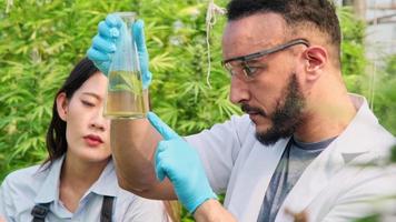 cientistas estão examinando plantas e fazendo controle de qualidade de plantas de cannabis cultivadas legalmente para fins medicinais em estufas. produção de fitoterápicos alternativos e óleo cbd. video