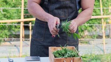 Researchers in an apron trim fresh marijuana buds after harvesting. Science examines the hemp plant used in the production of alternative herbal medicines and cbd oil. video