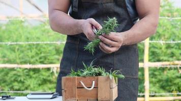 les chercheurs dans un tablier coupent les bourgeons de marijuana fraîche après la récolte. la science examine la plante de chanvre utilisée dans la production de plantes médicinales alternatives et d'huile de CBD. video