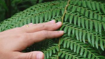 Female hand touching natural green fern in the forest. Natural Care concept. Environmental conservation video