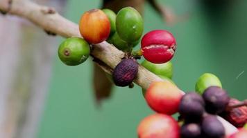 grãos de café em um galho na plantação. grãos de café maduros são colhidos na planta de café. video