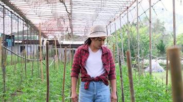 giardiniere donna asiatica che lavora in giardino. titolare di un'attività di giardinaggio di calendula. video