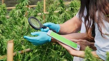 pesquisadores profissionais estão verificando plantas e fazendo controle de qualidade de plantas de cannabis cultivadas legalmente para fins medicinais em grandes estufas.