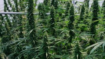 plantas de cannabis medicinal e inflorescencias de cáñamo cultivadas en condiciones controladas en grandes invernaderos. producción de medicinas herbales alternativas y aceite de cbd. video