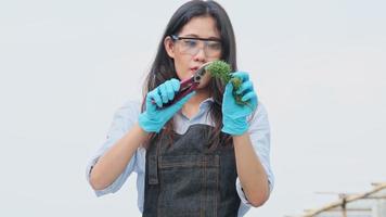 los investigadores en un delantal recortan cogollos de marihuana frescos después de la cosecha. la ciencia examina la planta de cáñamo utilizada en la producción de hierbas medicinales alternativas y aceite de cbd.