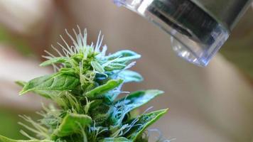 botánico de laboratorio que utiliza una tecnología de microscopio portátil para expandir las estructuras externas de la bioquímica del cannabis en flor, tratamiento médico alternativo futurista, cultivo comercial legalizado