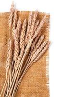 Sackcloth and wheat photo