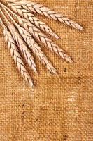 Sackcloth and wheat photo