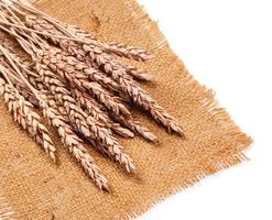 Sackcloth and wheat photo