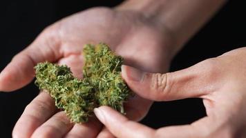 Ein junger Gärtner zeigt die Qualität und Details getrockneter Cannabisblütenknospen, die auf die Handfläche gelegt werden, der Finger dreht sanft alternative Kräuterknospen um, Freizeitdrogen für die psychische Gesundheit