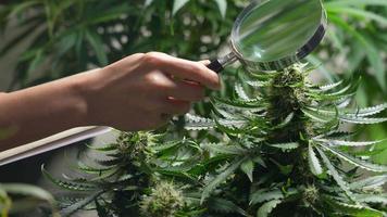 Scientist female's hand with magnifying glass observing CBD hemp plants on laboratory marijuana field, alternative medical drugs experiment, a legalized botanical health benefits, future healthcare video