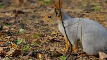 Squirrel in autumn forest video
