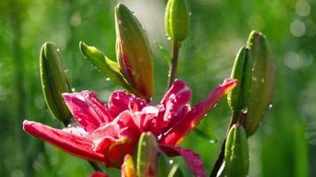 rosa lilja blomma efter regn video