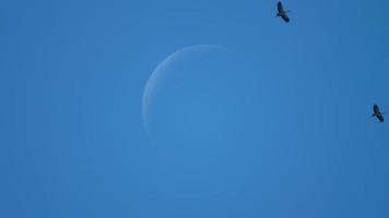 Flock of Asian Openbill birds against waning crescent of the moon video