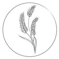 Vector illustration wheat logo design.Black and white sketch.Hand drawn wheat ears in round frame isolated on white background,icon.