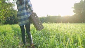 agricultora sosteniendo una caja de madera caminando por el campo de hierba verde, usando botas en el área de cultivo de trigo de hierba al atardecer. concepto de agricultura a pie de granjero, proceso de trabajo real de cosecha