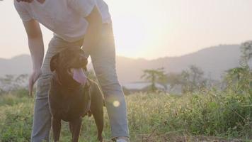 een vrolijke energieke zwarte labrador die met zijn baasje speelt met een warm zonlicht tegen de weide, gehoorzaamheidshondentraining, plezier hebben met een trouwe hond, activiteit van een buitenhuisdiereigenaar, huisdiergezondheidszorg video