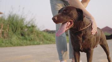 Young man wear jeans standing with his dog on the empty street on sunny day, playing rubbing with a black Labrador, walking dog around neighborhood blocks, relaxing leisure activity outside the house video
