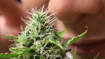 An extreme close up shot on female face part smells on fresh cannabis top budding, human nose and mouth, plants benefit the environment, plant-based alternative medicine, organic fragrance extraction video