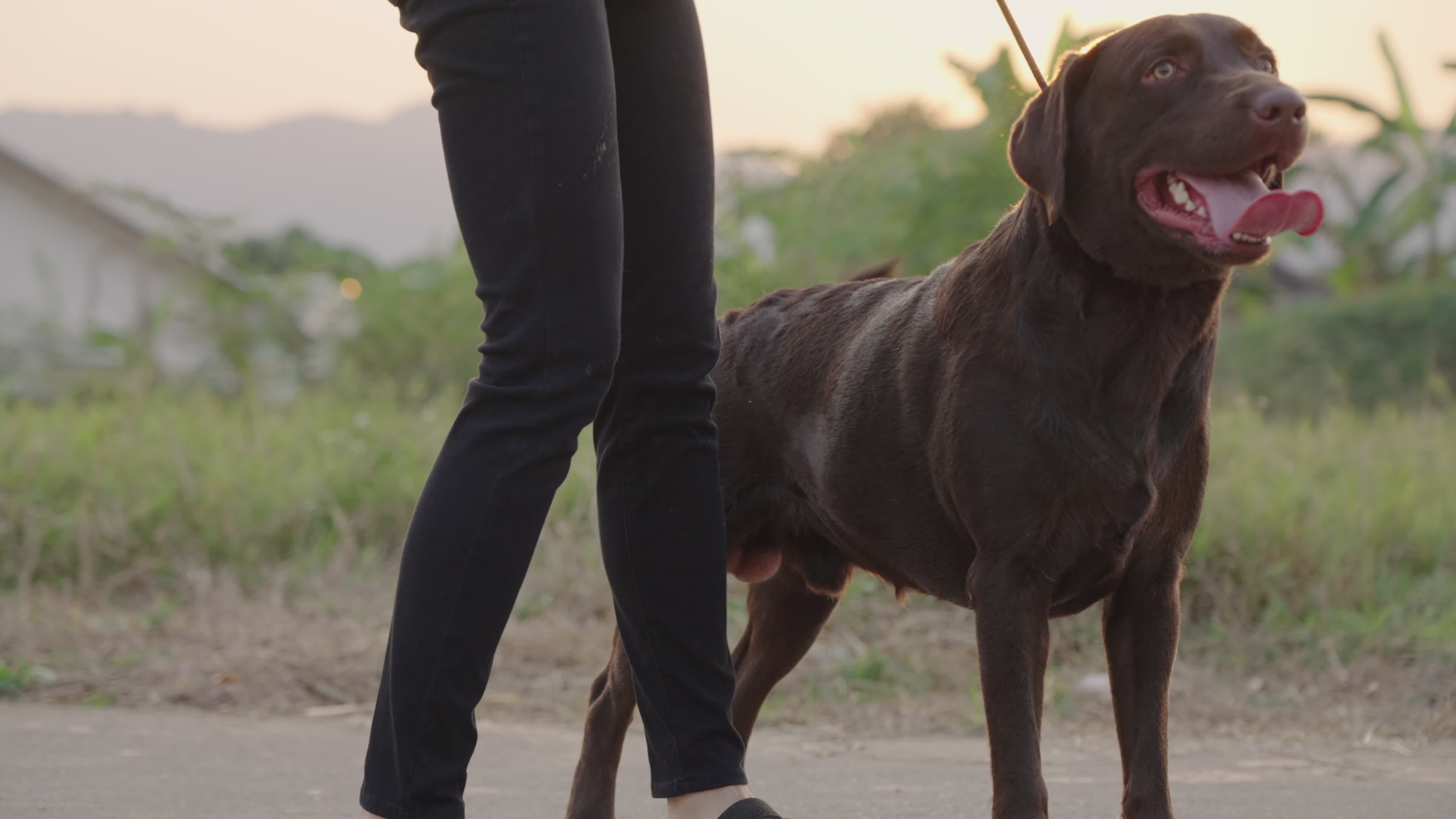 Young woman and friendly dark brown Labrador retriever walking with