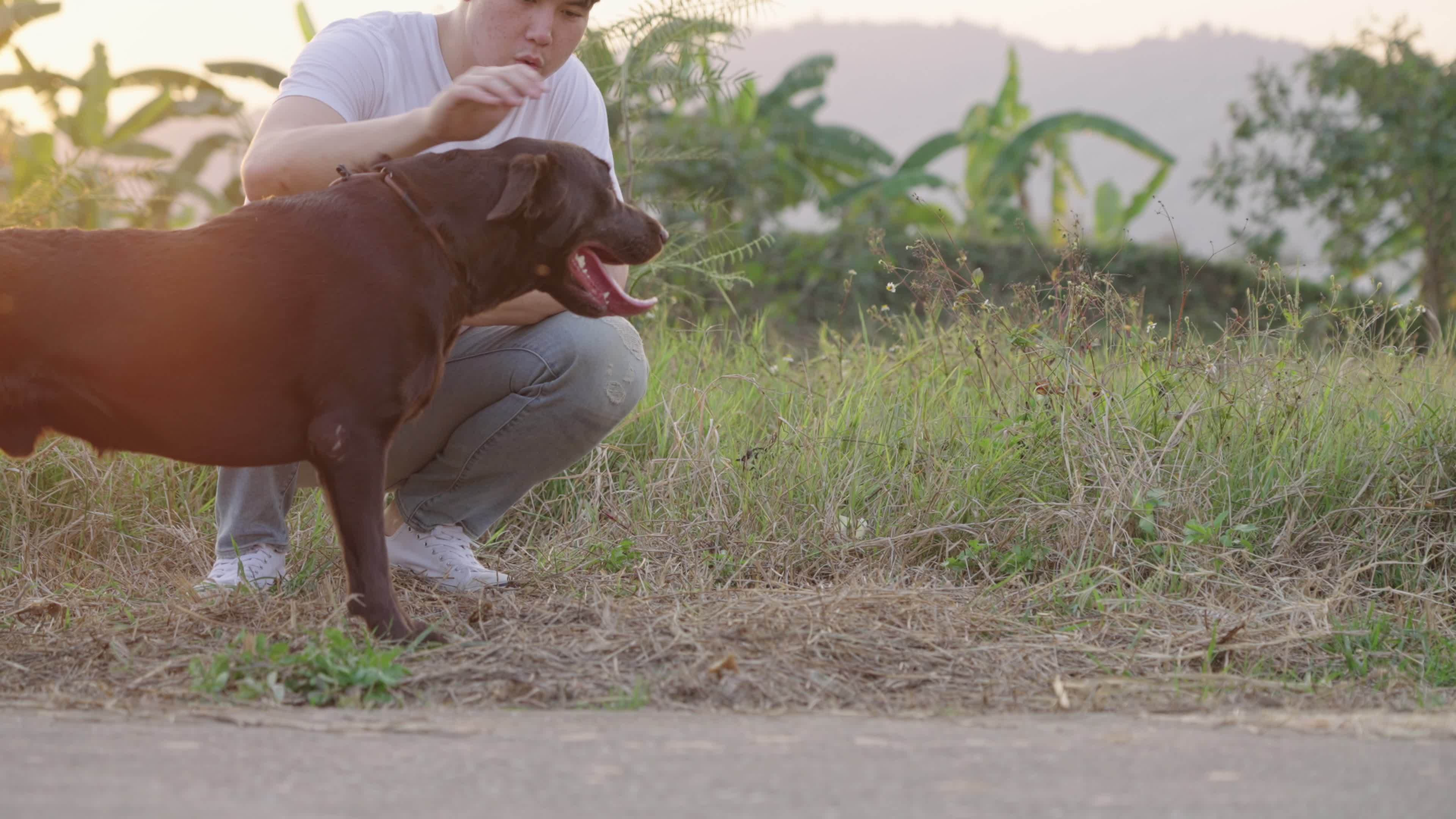 bondage between trees A bond between pet and owner concept, young male adult gently rubbing on  his dog from head to back , while sitting on street, with view of mountain  trees and green meadow,