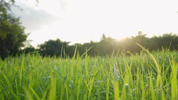 Ein Silhouettenbauer erntet die Hände auf einem organischen grünen Grasfeld gegen Sommersonnenlicht, die Hand des Arbeiters auf Weizensprossen, der Bauer in einem grünen Weizenfeld inspiziert die Ernte, der Tag der Erde video