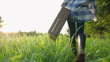 landwirtschaftliche Aktivität, Low-Winkel-Aufnahme einer Bäuerin in Gummistiefeln, die mit einer Holzkiste auf einem grünen Feld auf einer unbefestigten Straße spaziert, Erntezeit, Ökologiekonzept, ökologischer Landbau und Sommergärtnerei