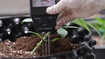 une main de gant blanc d'expertise mettant un analyseur de sol dans la surface du sol de la plante d'intérieur pour contrôler le ph dans le pot d'air, équipement de mesure fertile, pot de plantes d'intérieur, activité de culture video