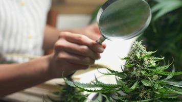 A female biologist hand using a magnifying glass to see the details of female cannabis flower components, indoor plant life cycle researching based on tropical botanical information textbook, nature video