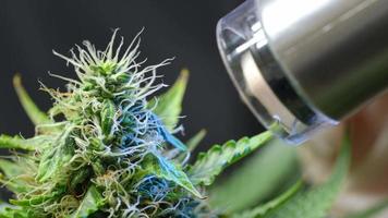 eine extreme Nahaufnahme einer gesunden Cannabisblüte mit Stempel, Laubblättern und Mini-Kristall-Trichrom, Wissenschaftler, der ein tragbares Mini-Mikroskop im Labor-Marihuana-Garten hält,